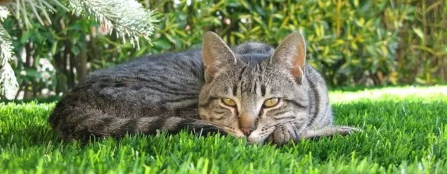 le gazon artificiel : sans danger pour les animaux