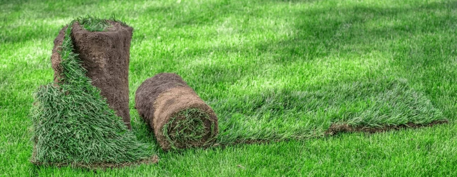 rouleaux de gazon naturel