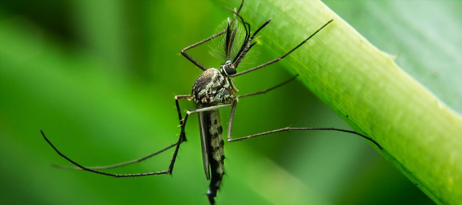 comment ne plus avoir de moustiques dans son jardin